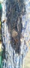 Load image into Gallery viewer, Blue Kyanite on gold custom made stand