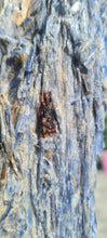 Load image into Gallery viewer, Blue Kyanite on gold custom made stand