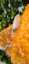 Load image into Gallery viewer, Citrine Cluster on gold Stand - Druzy - Yellow - Citrine Raw