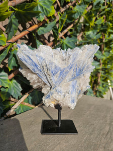 Blue Kyanite on custom made stand