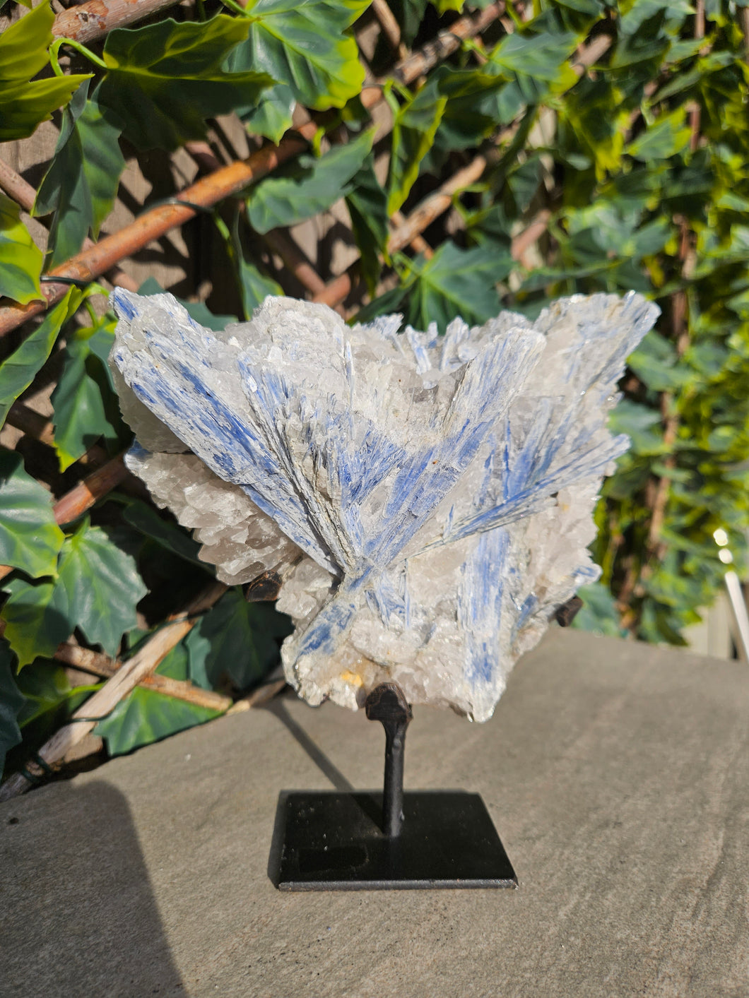 Blue Kyanite on custom made stand