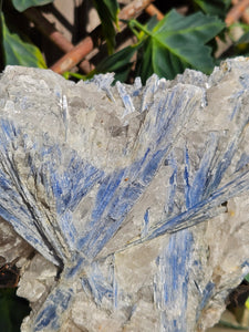 Blue Kyanite on custom made stand