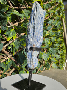 Blue Kyanite on custom made stand
