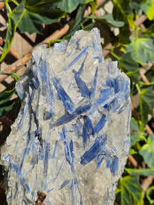Blue Kyanite on custom made stand