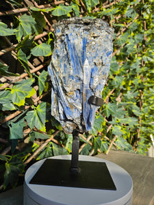 Blue Kyanite on custom made stand