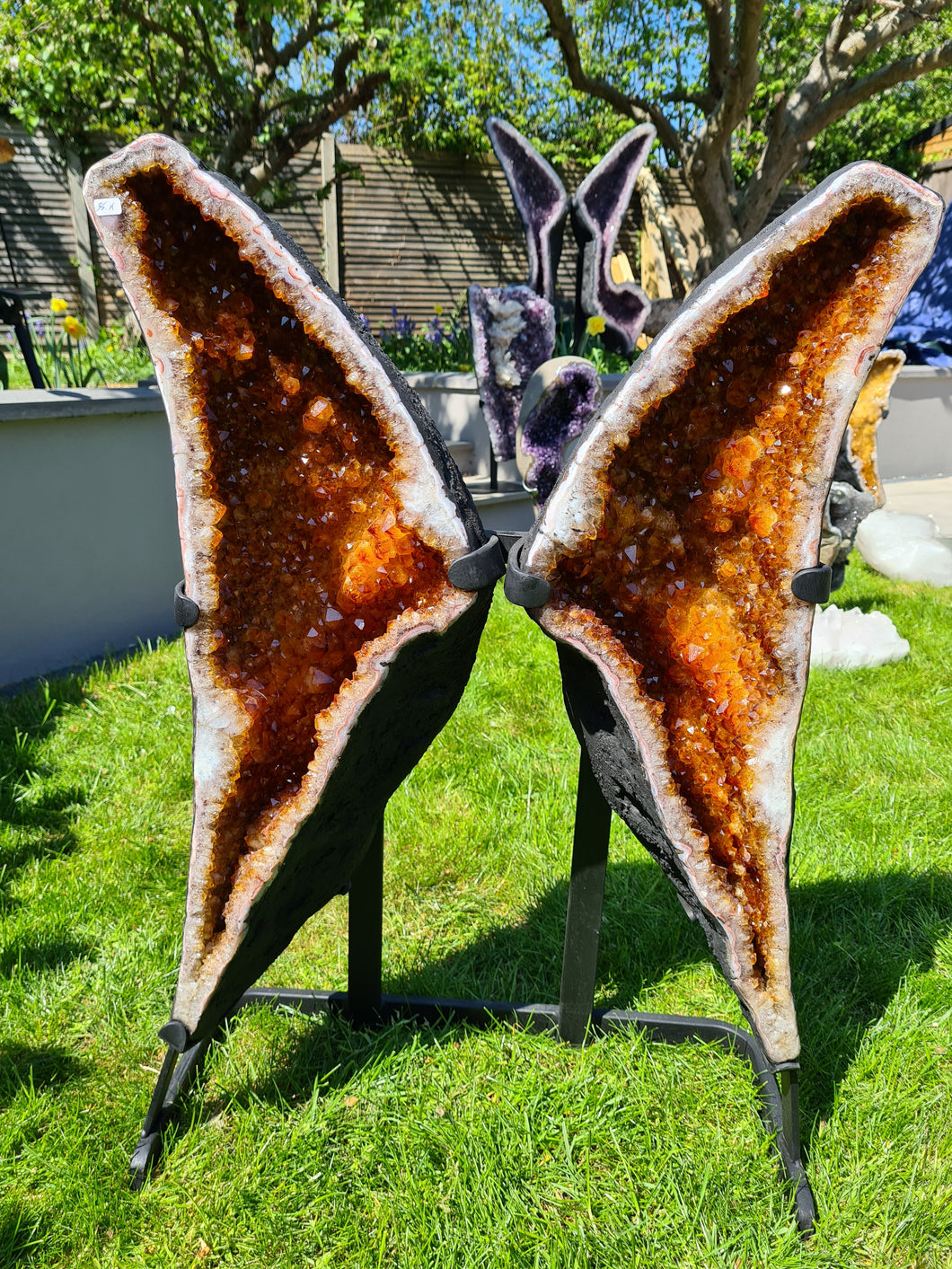 Heated Citrine Angel wings Butterfly wings on stand - MONARCH