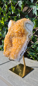 Citrine Cluster on gold Stand - Druzy - Yellow - Citrine Raw